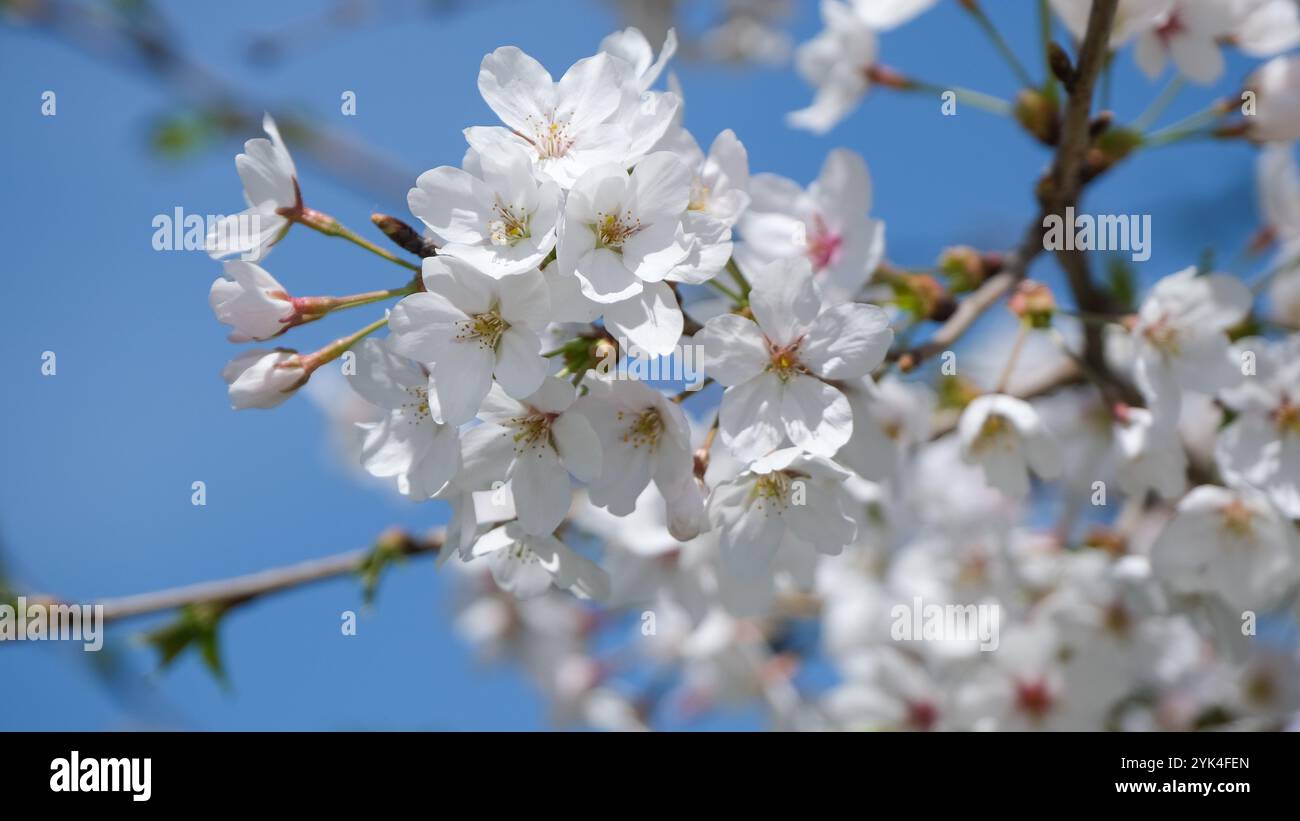Spring istanbul hi-res stock photography and images - Alamy