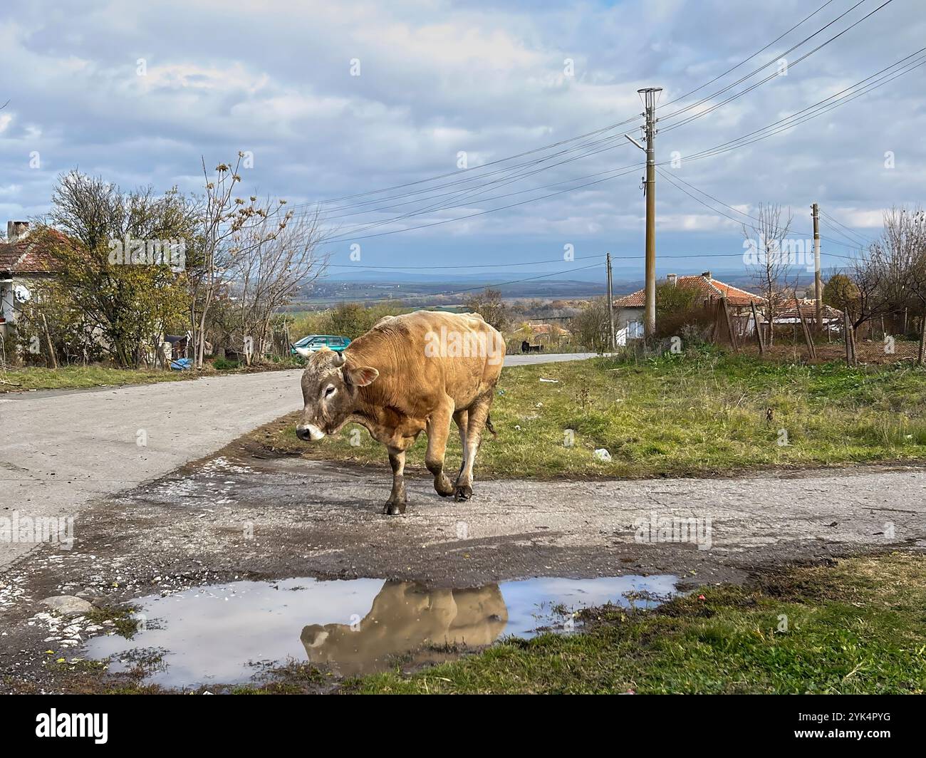 Golden cow rays hi-res stock photography and images - Alamy