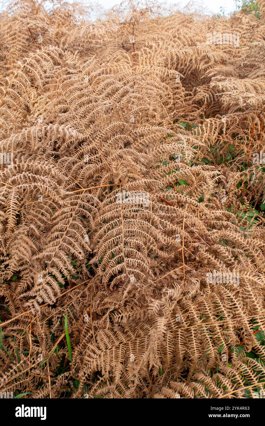 Golden colour leaves hi-res stock photography and images - Alamy