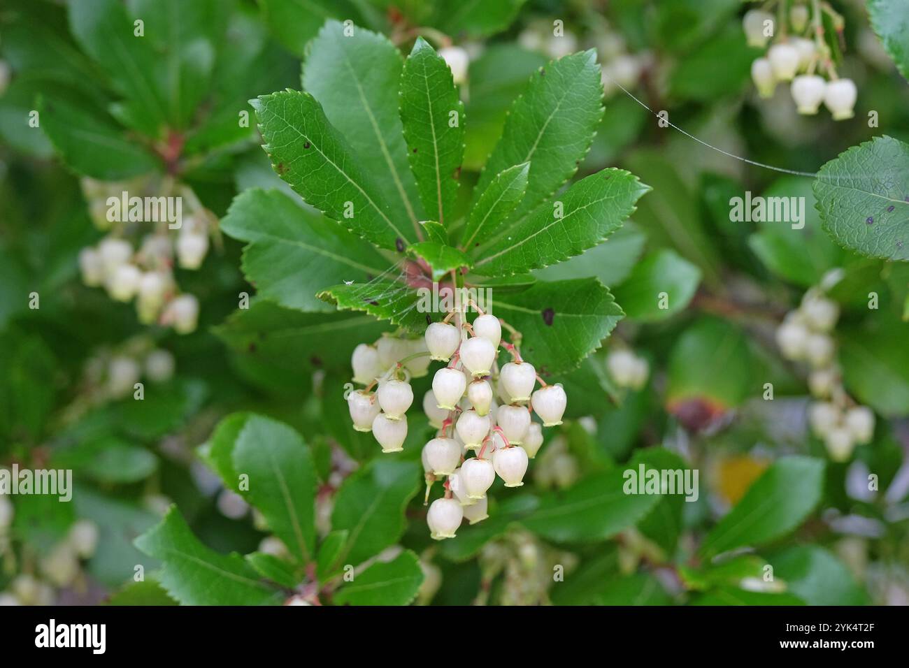white-flowers-of-the-arbutus-unedo-commonly-known-as-strawberry-tree