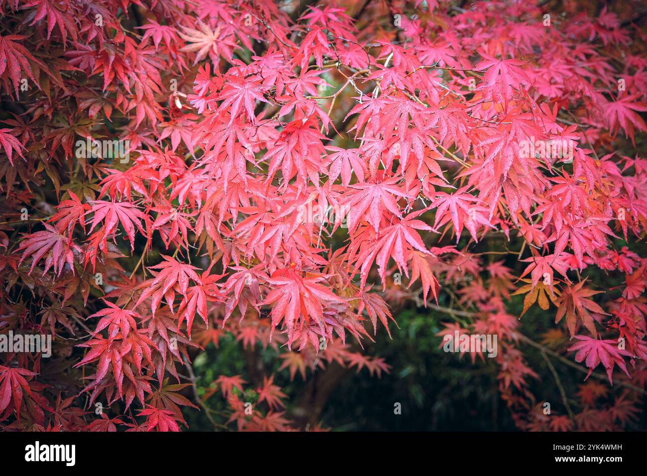 Acer palmatum shojo japanese maple hi-res stock photography and images ...