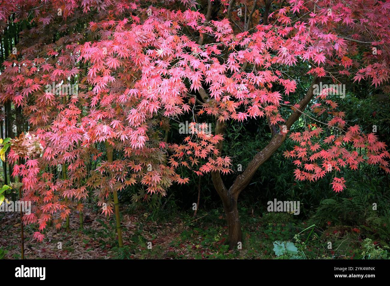 Acer palmatum shojo japanese maple hi-res stock photography and images ...