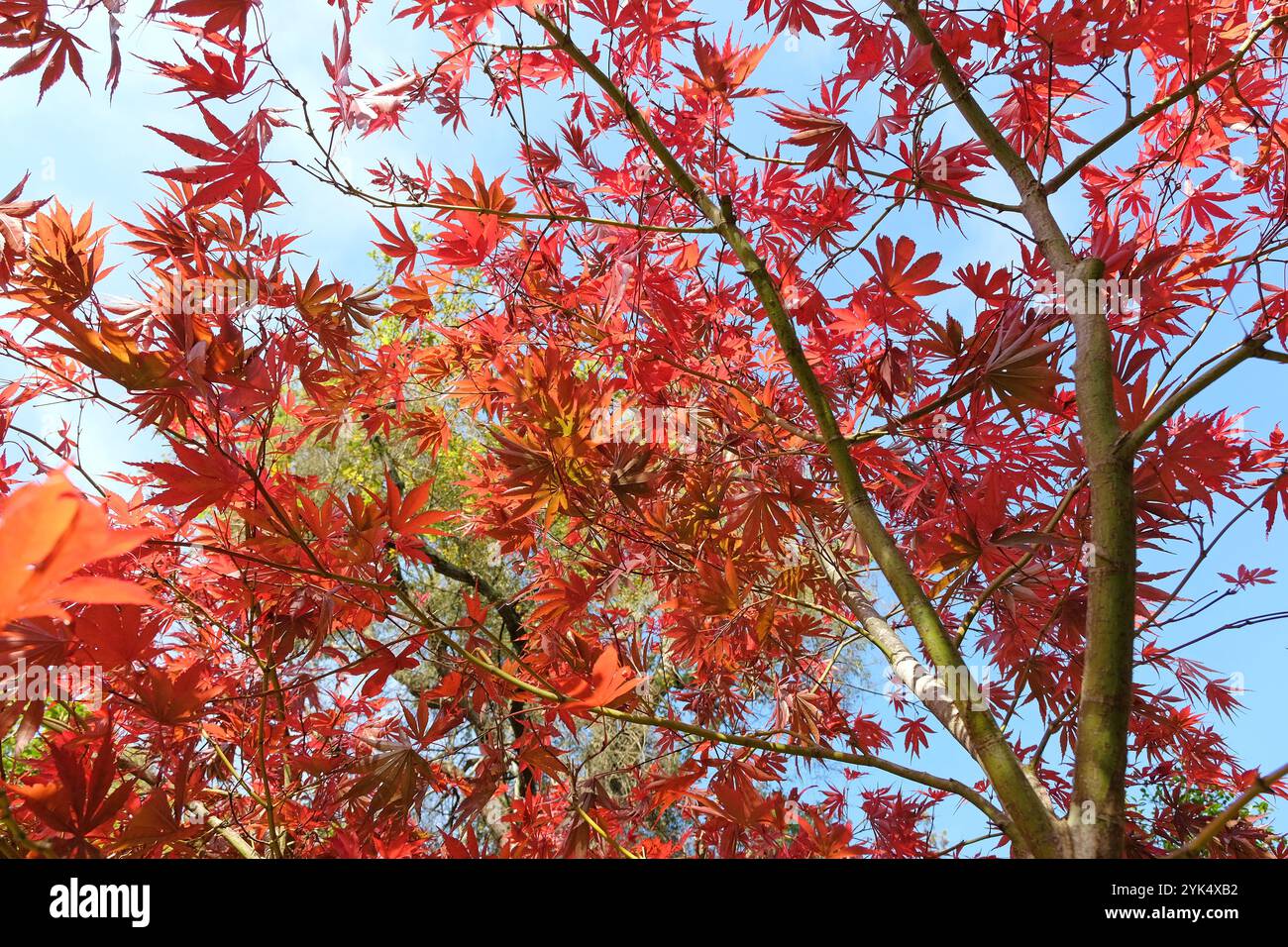 Acer palmatum shojo japanese maple hi-res stock photography and images ...