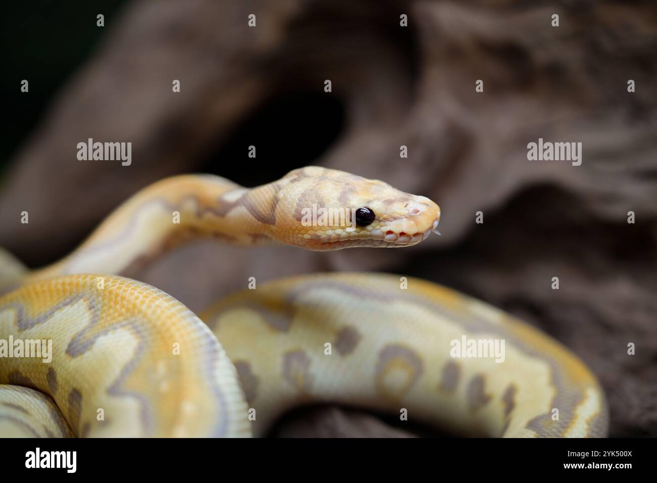 Yellow and white mixed python snake. Stock Photo