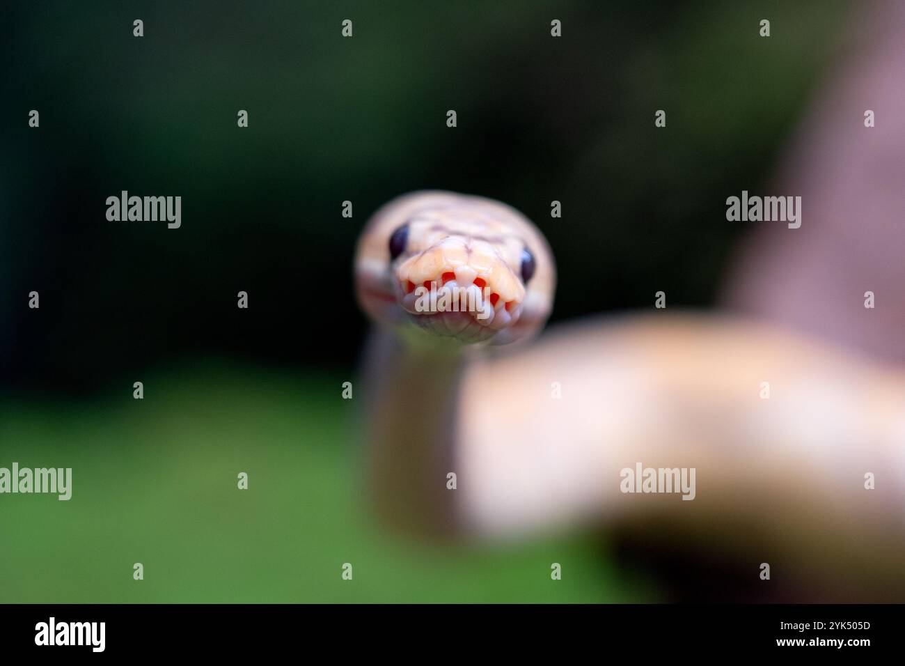 Yellow and white mixed python snake. Stock Photo
