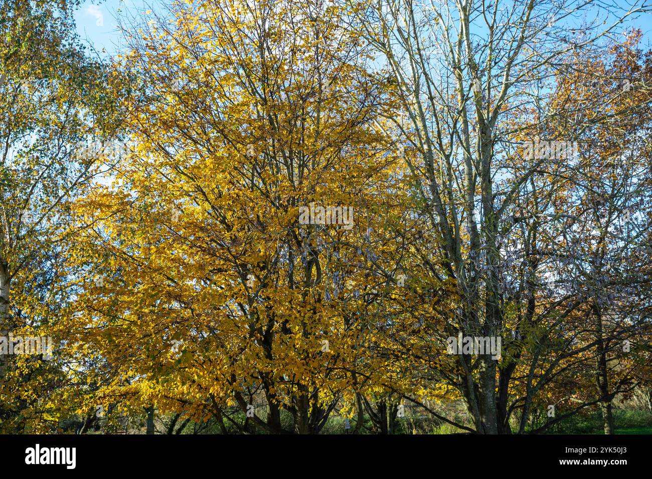 Needham Lake, Needham Market, 17th November 2024, It was a bright and sunny Morning over Needham Lake in the small town of Needham Market, Suffolk. People enjoyed a walk in the sunshine around the lake. The temperature was a chilly 8C it is forecast for temperatures to drop this week. Credit: Keith Larby/Alamy Live News Stock Photo