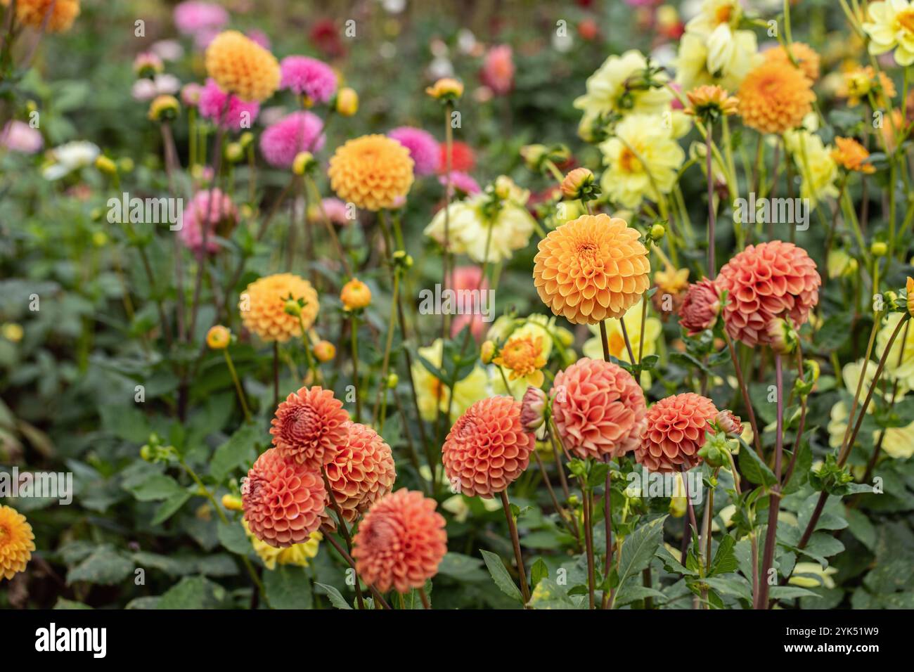 Group 6 ball dahlias hi-res stock photography and images - Alamy