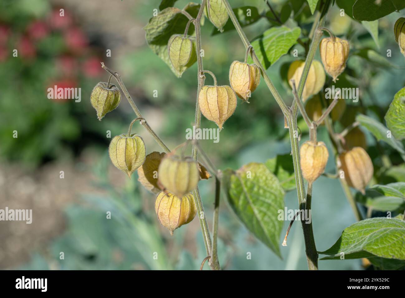 Mature calyces of the cape gooseberry (Physalis peruviana Stock Photo ...