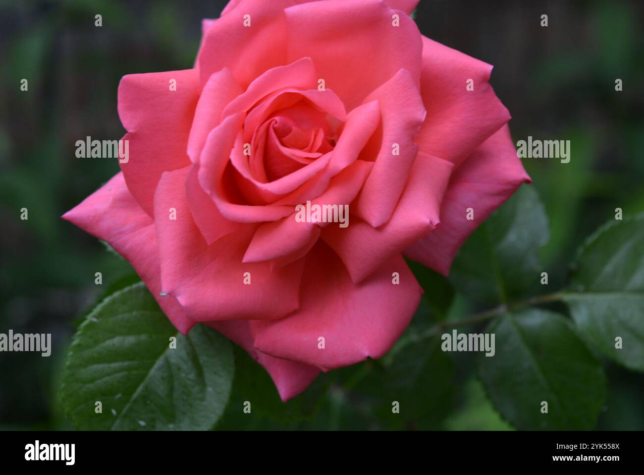 Beautiful summer nature, delicate pink, peach roses. Bright, beautiful ...