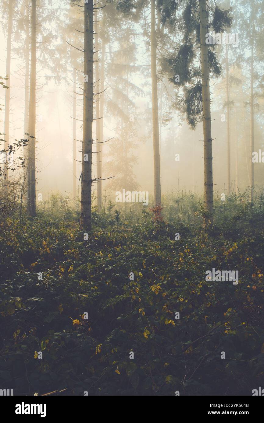 Misty forest landscape sunlight hi-res stock photography and images - Alamy