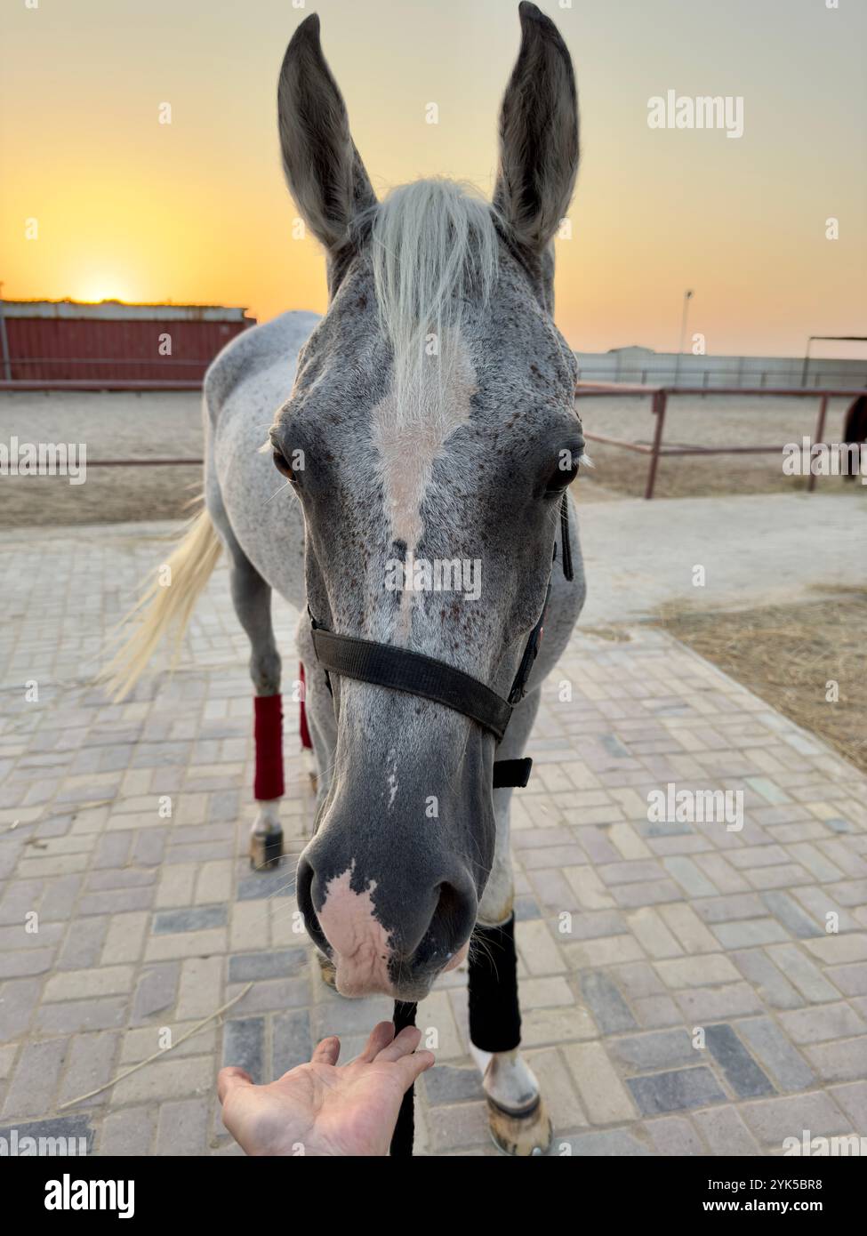 Portrait of Arabian horse in the desert , one of the best horse for endurance, competition or simply as a friendly pet , Middle East - Smartphone Captured Stock Image