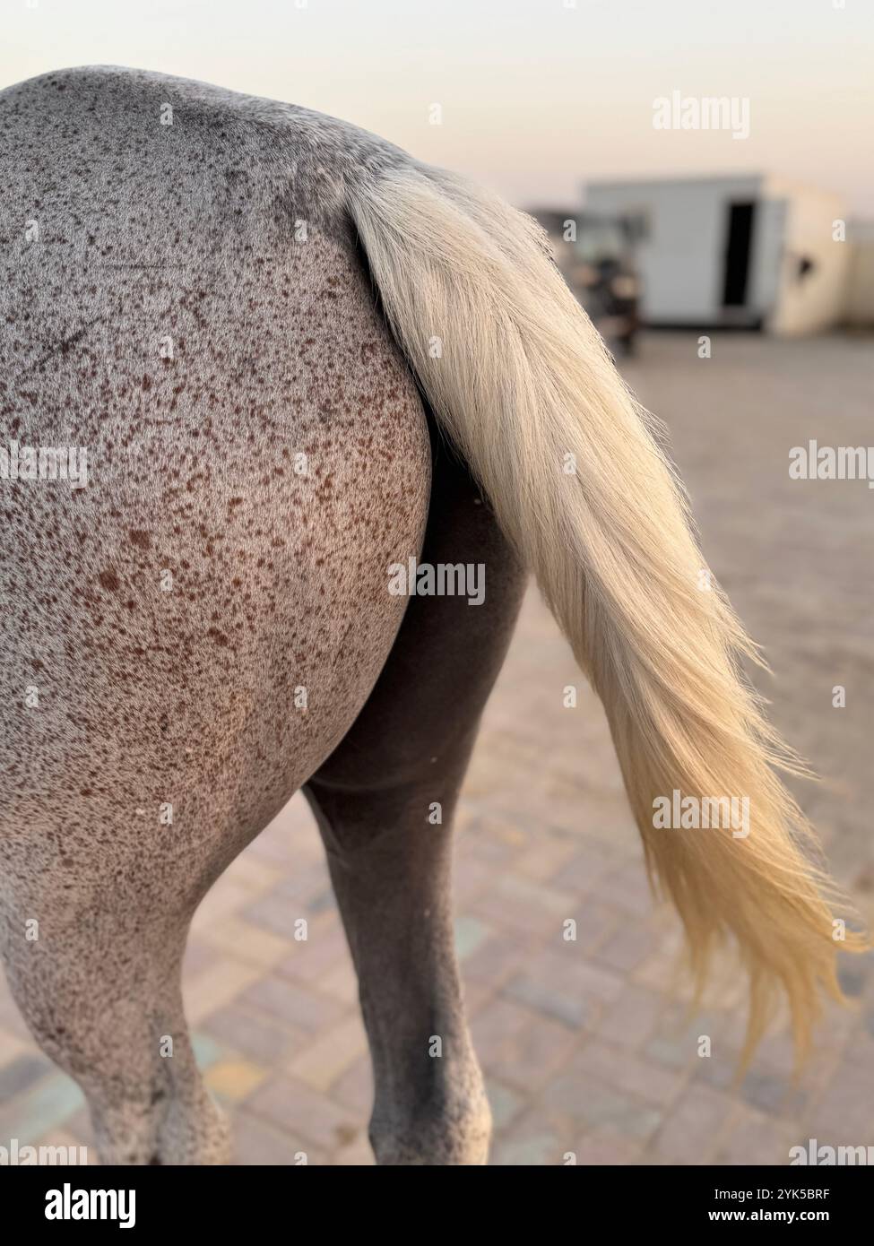 Animal tail - Arabian horse in the desert , one of the best horse for endurance, competition or simply as a friendly pet , Middle East - Smartphone Captured Stock Image