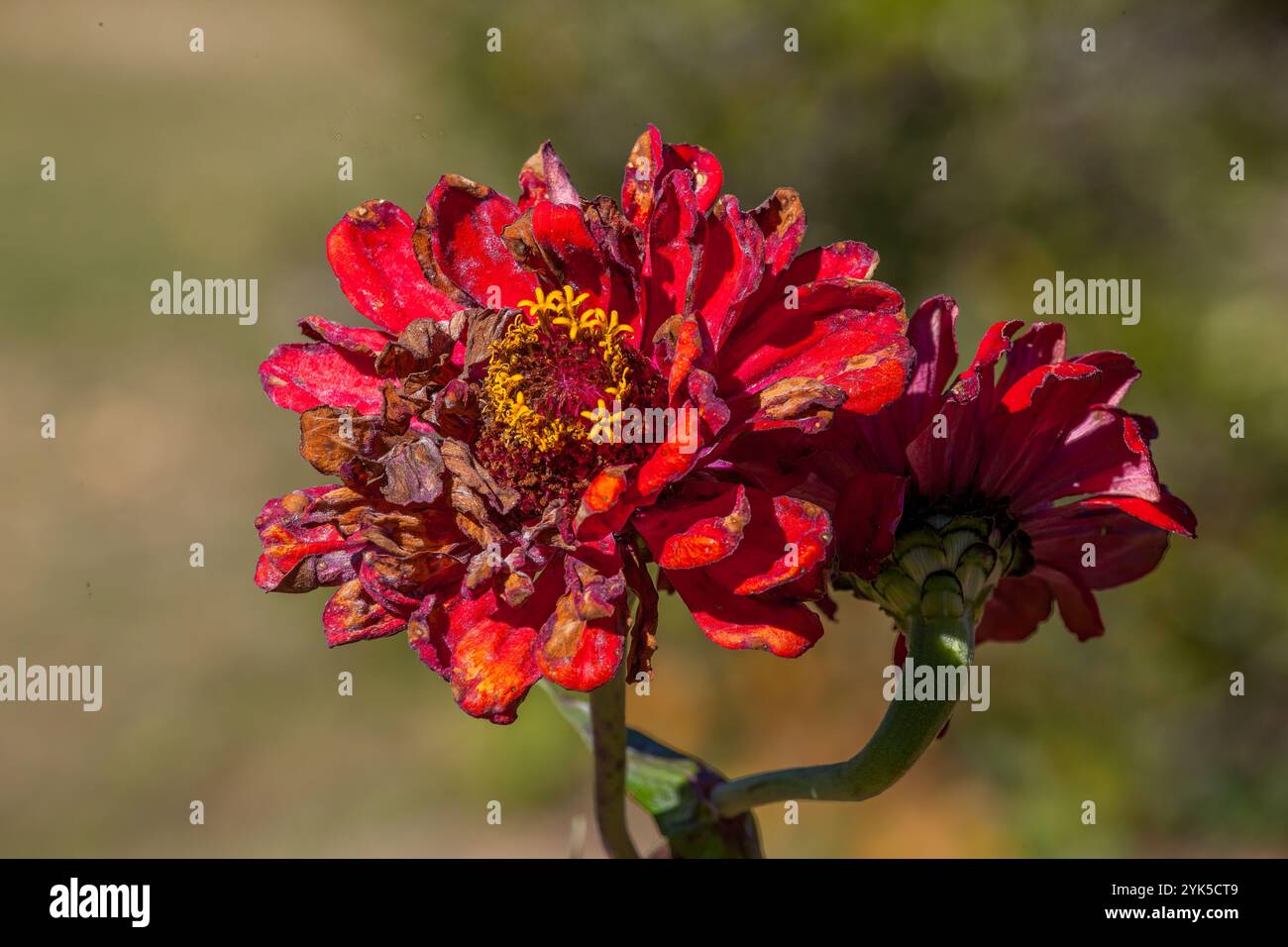 End stage bloom hi-res stock photography and images - Alamy