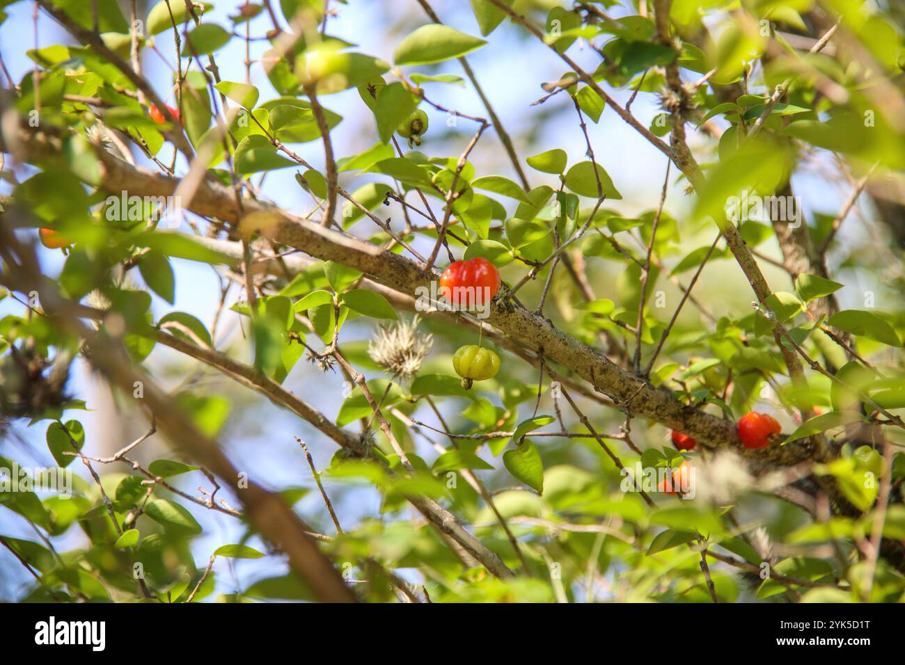 Rio pitanga hi-res stock photography and images - Alamy