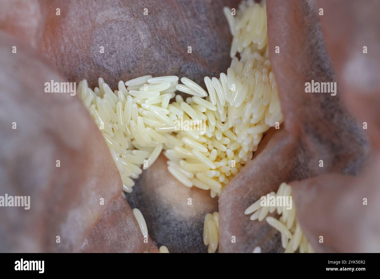 Deposit of eggs laid by a fly on a package of meat Stock Photo - Alamy