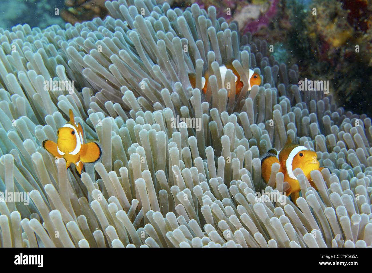 Three Specimens Of Ocellaris Clownfish Amphiprion Ocellaris In A Sea three-specimens-of-ocellaris-clownfish-amphiprion-ocellaris-in-a-sea