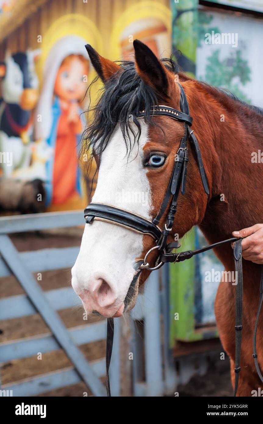 Horse with distinctive markings and a soft-focus Christmas nativity scene behind it. Stock Photo