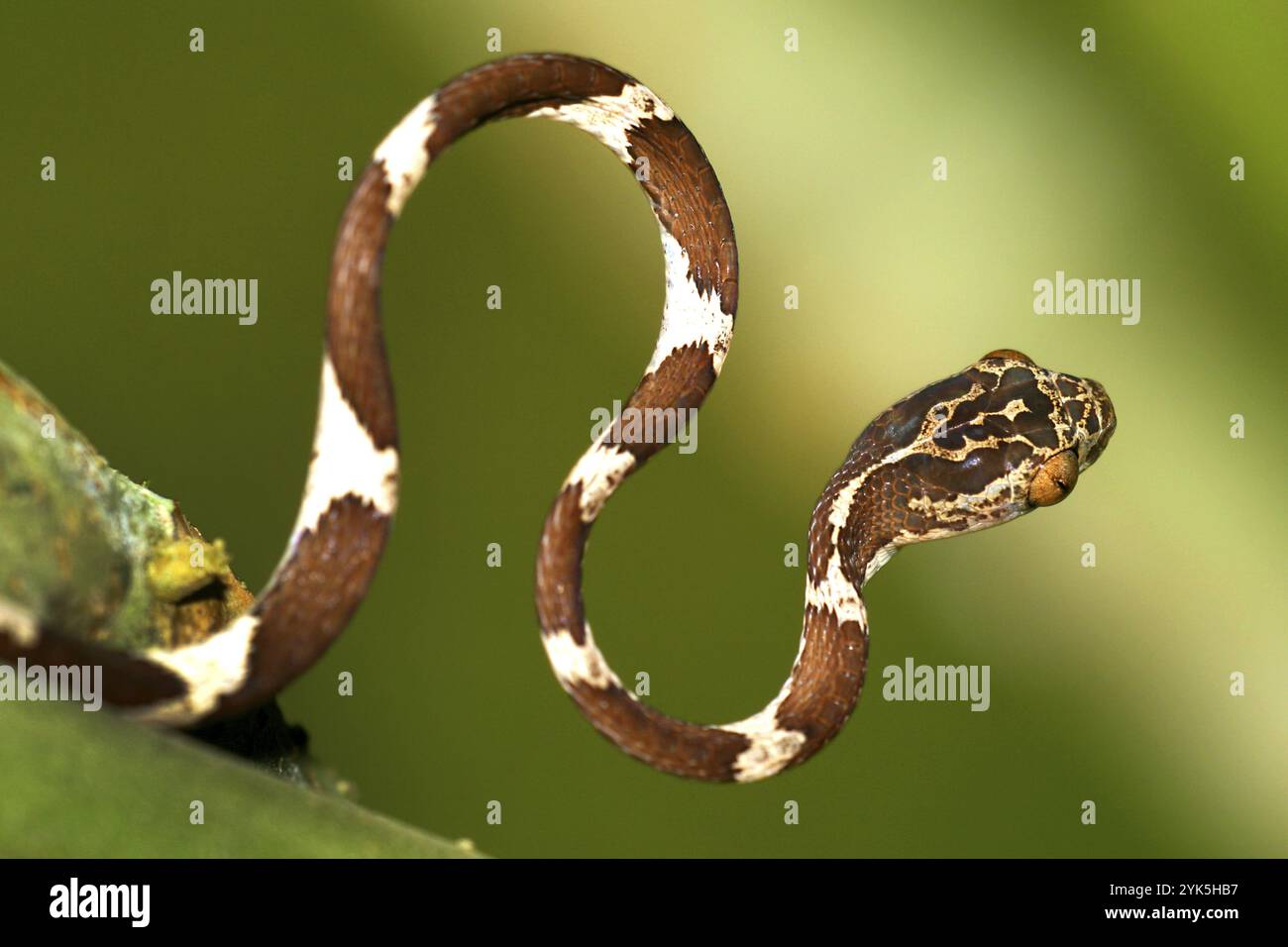 Blunthead Tree Snake, Imantodes cenchoa, Rainforest, Napo River Basin, Amazonia, Ecuador, America, South America Stock Photo