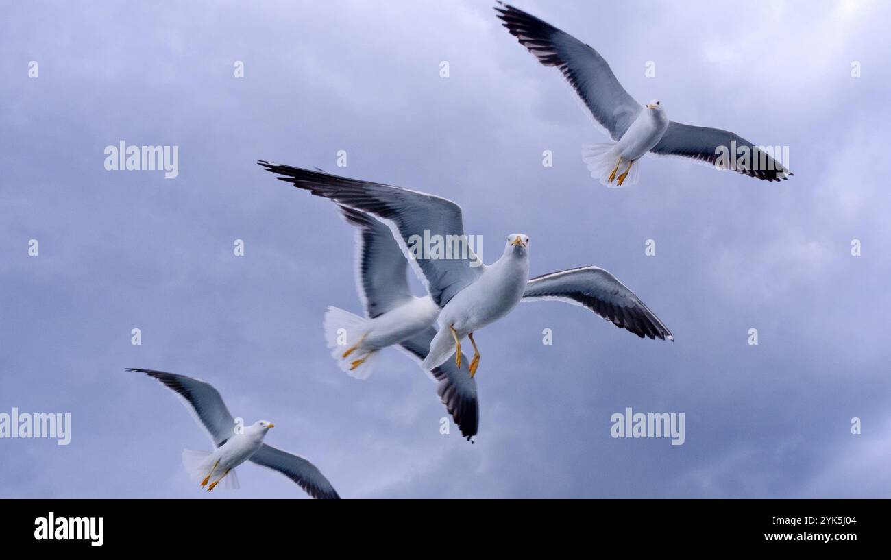 Flying Seagulls in a Cloudy Sky Stock Photo
