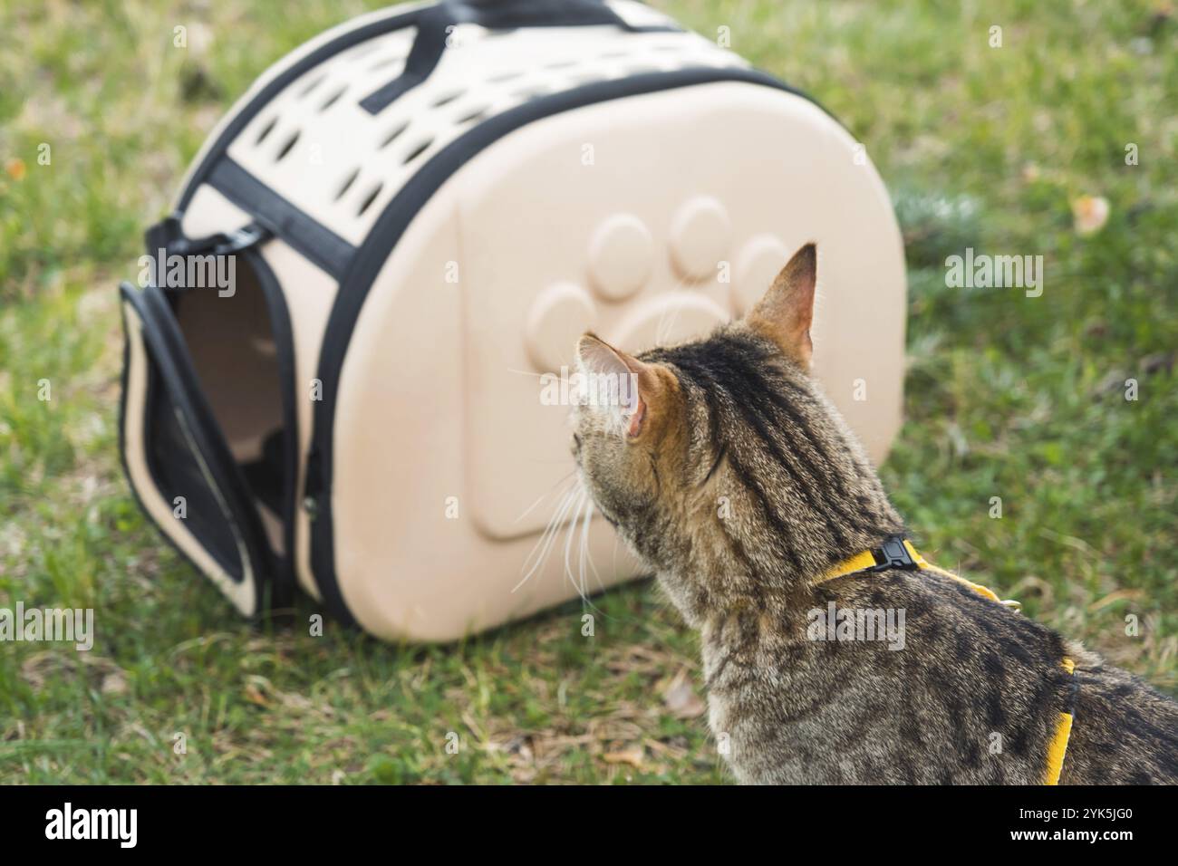 Owner walking cat in a harness hi-res stock photography and images - Alamy