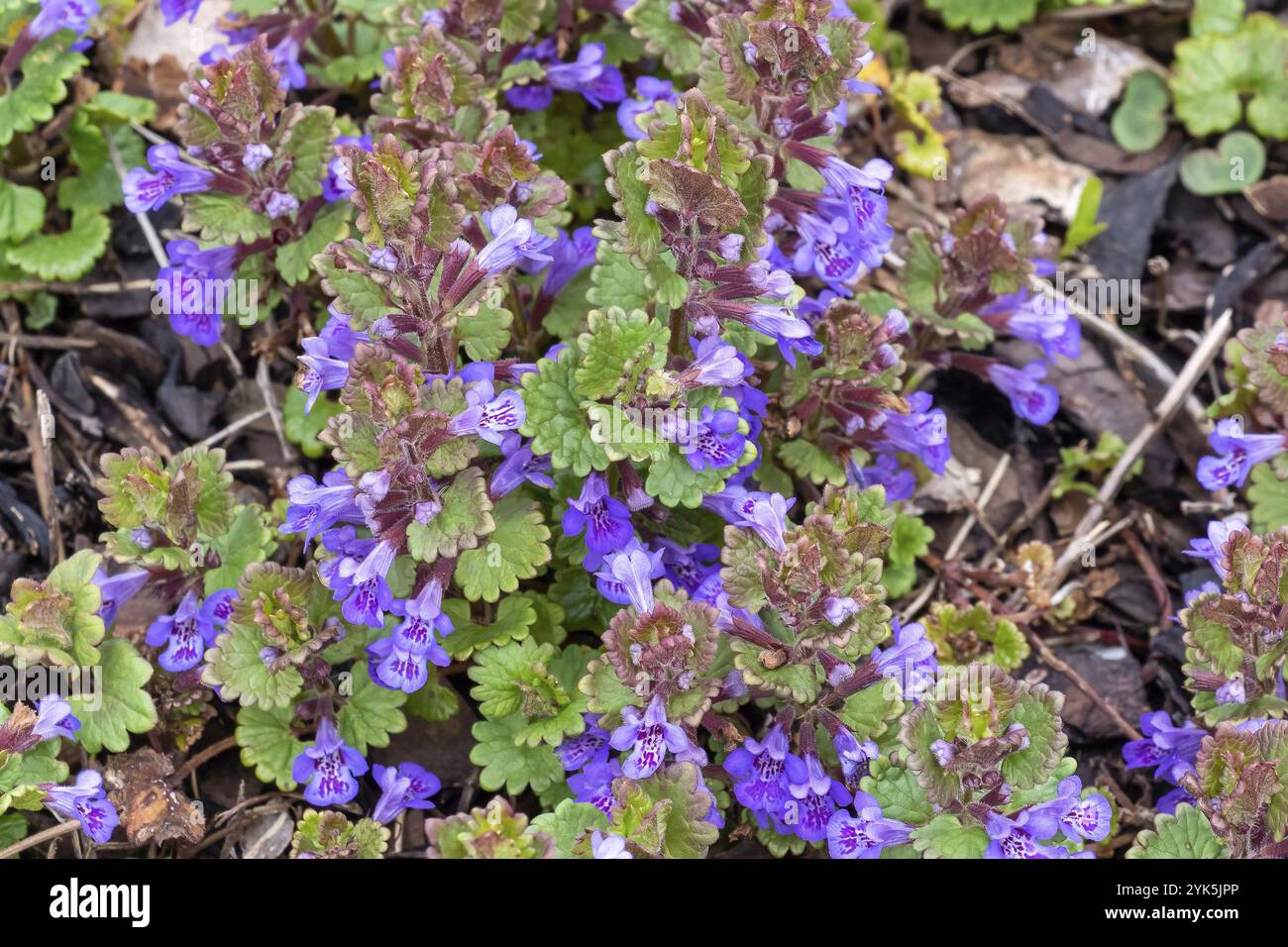 Evergreen creeper of the mint family lamiaceae hi-res stock photography ...