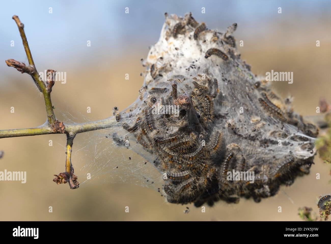 Tree Larvae Caterpillar larvae, Brown tail caterpillars on tree Stock Photo - Alamy