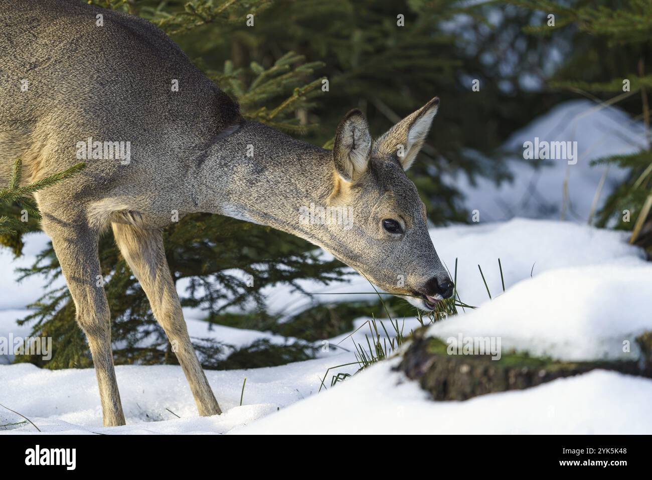 Roe eats grass in forest hires