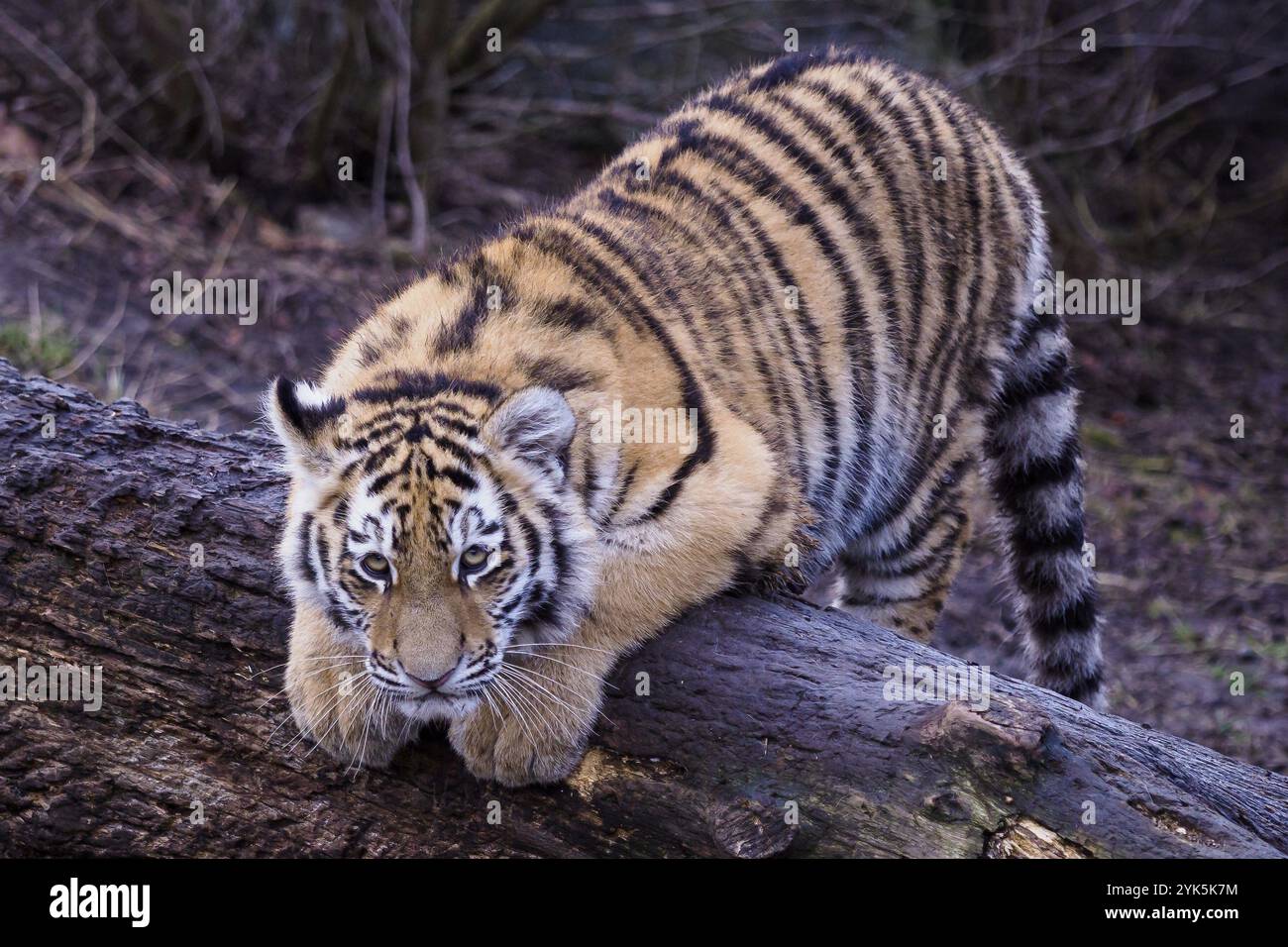 Cute siberian tiger cub, Panthera tigris altaica Stock Photo