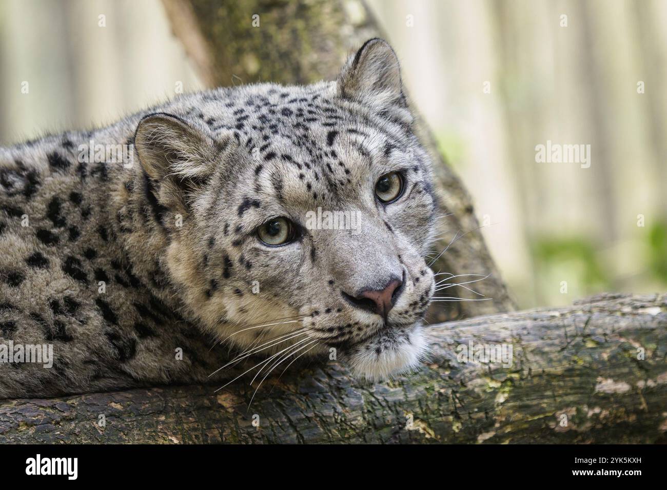 Snow leopard, Irbis (Panthera uncia) Stock Photo
