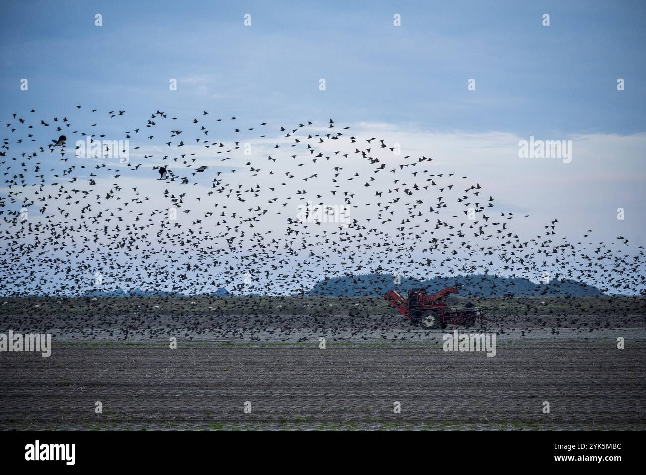 A flock of birds flies over a tractor in a large field under a blue sky ...
