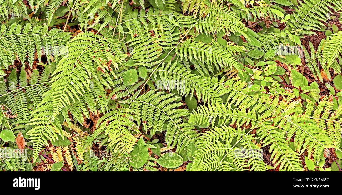 Dense vegetation view fern hi-res stock photography and images - Alamy