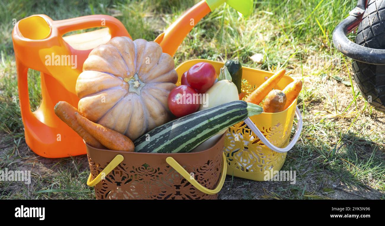 Harvesting vegetables in the garden, pumpkin, zucchini, tomatoes, carrots in a basket next to a watering can and a garden cart. Harvest festival, gift Stock Photo