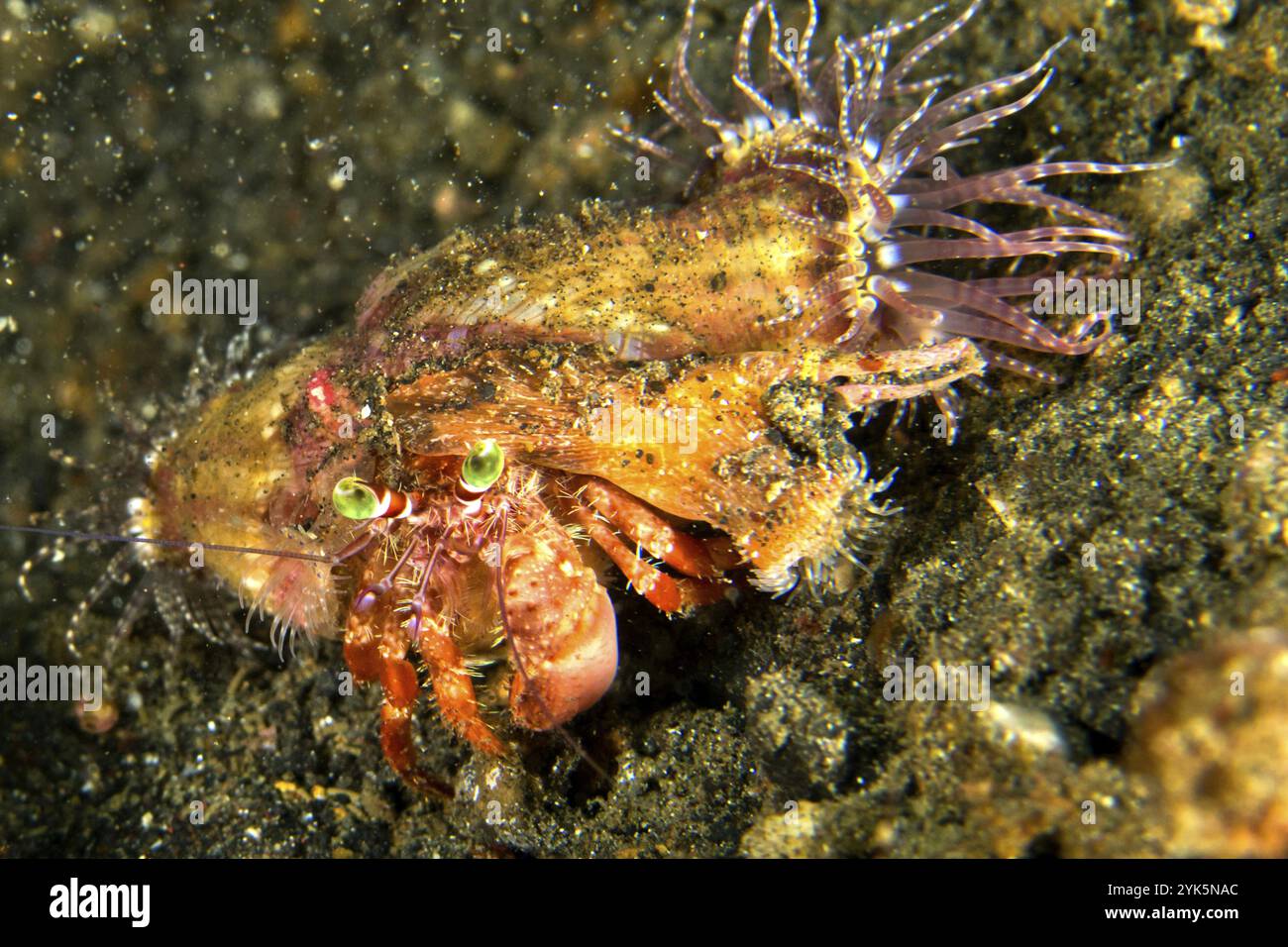 Anemone Hermit Crab, Dardanus pedunculatus, Left-handed Hermit Crab, Lembeh, North Sulawesi, Indonesia, Asia Stock Photo