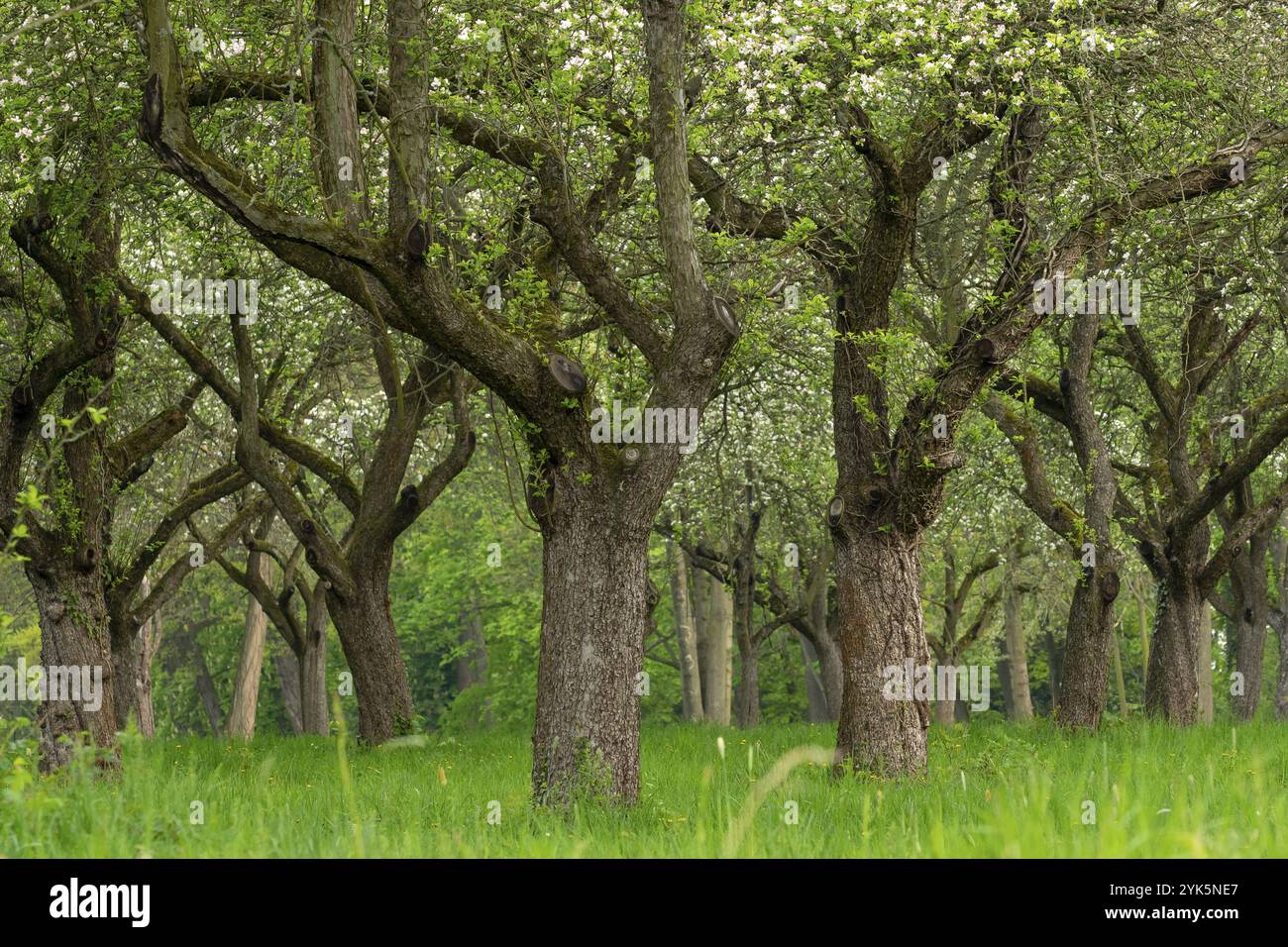 Alley cherry trees in hi-res stock photography and images - Alamy