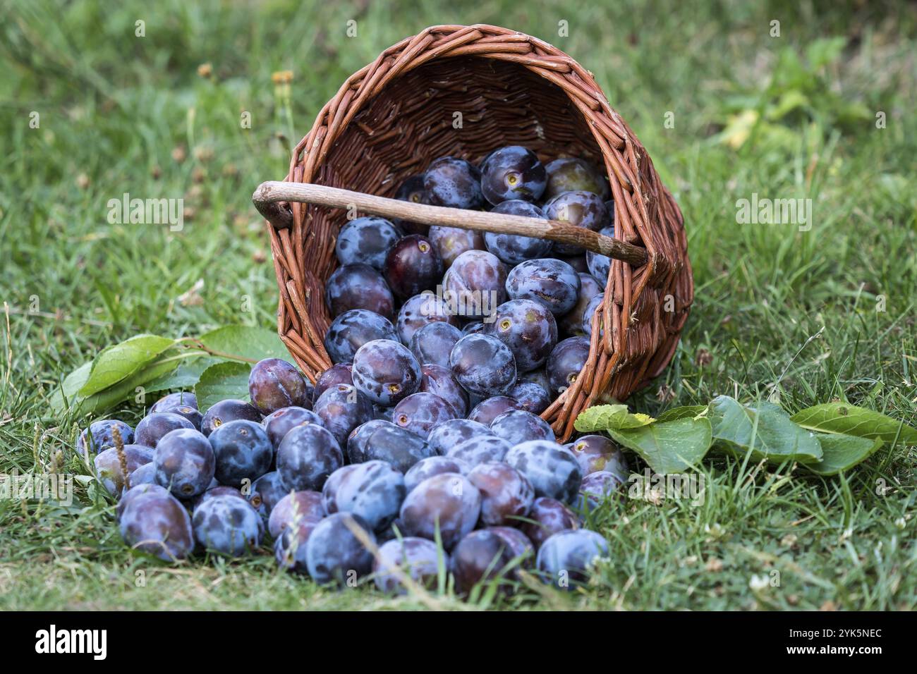 Basket baskets fruit fruits plum plums hi-res stock photography
