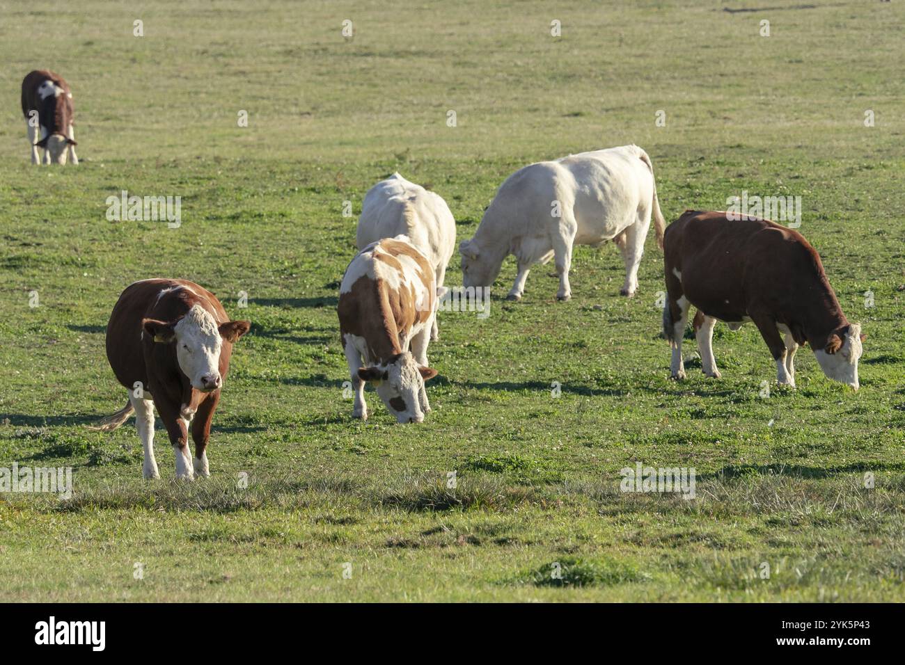 Herd young calves grazes on hi-res stock photography and images - Alamy