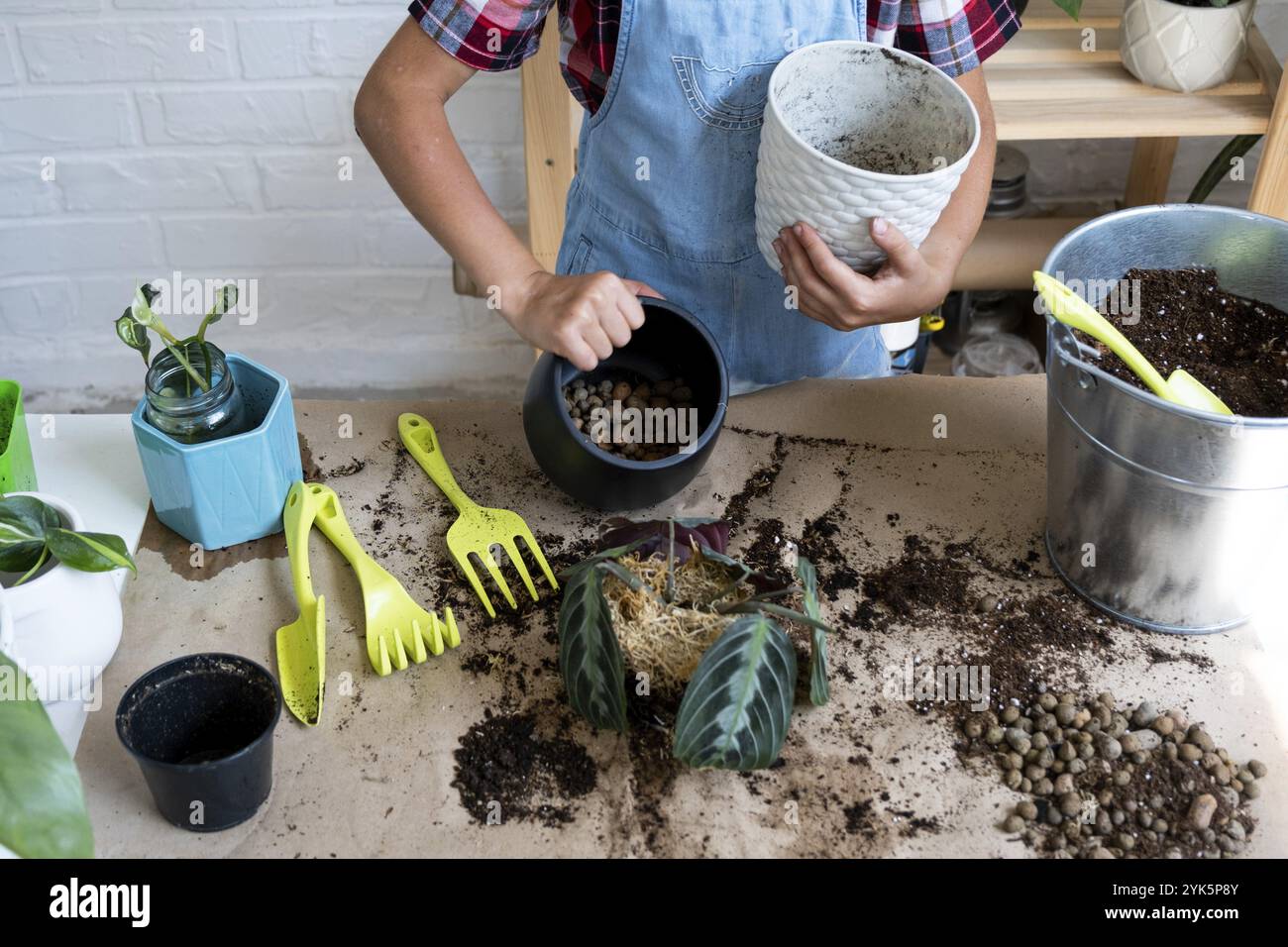 Girl replant a potted houseplant Maranta into a new soil with drainage. A rare variety Marantaceae leuconeura Massangeana Potted plant care, hand spri Stock Photo