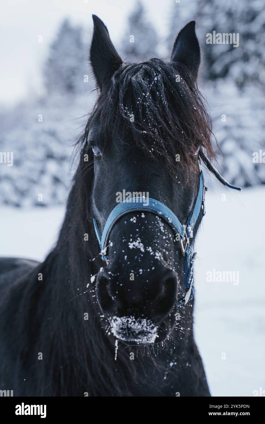 Portrait of a friesian horse on the background of the winter forest Stock Photo