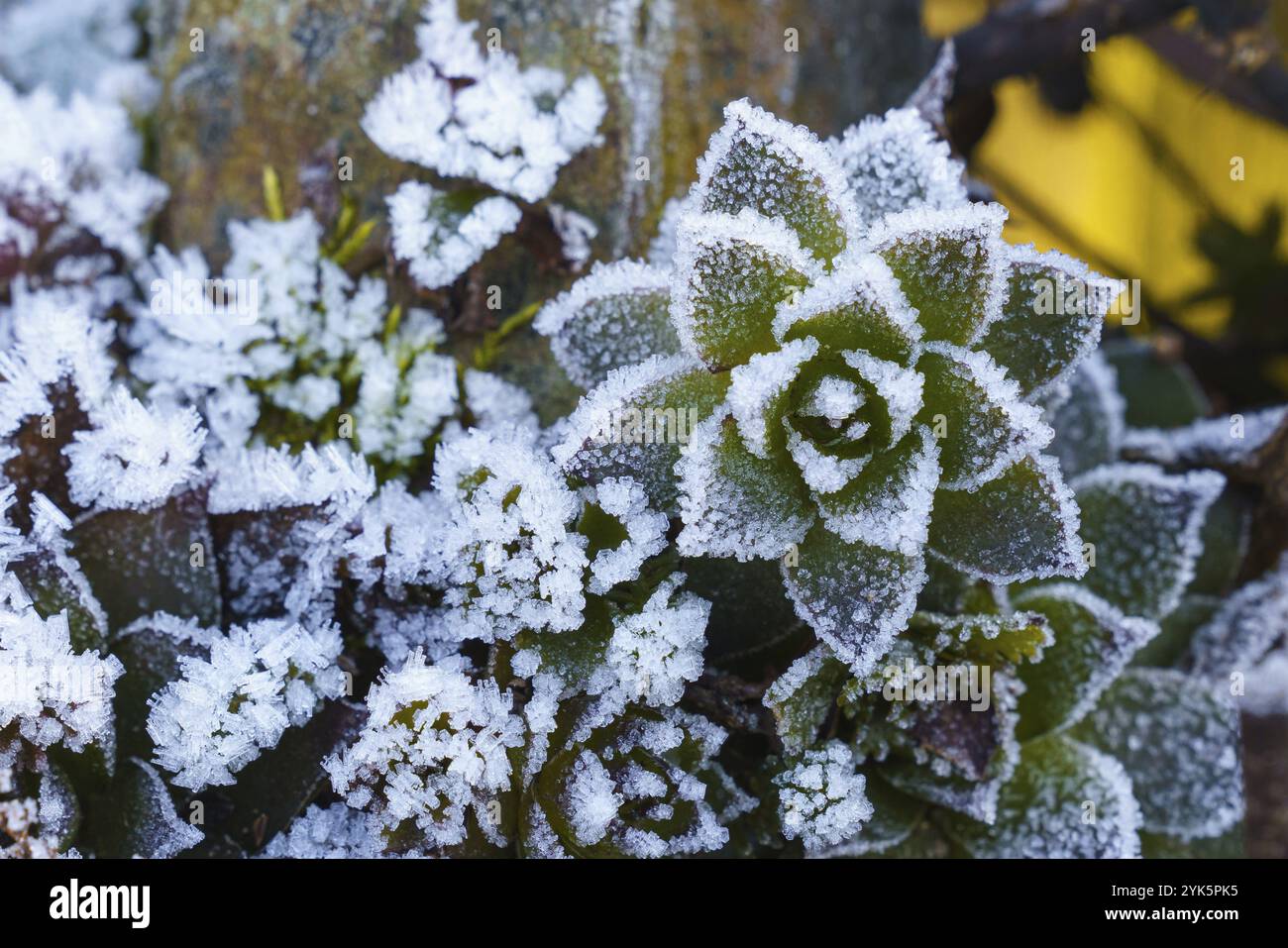 Frost covers leaves hi-res stock photography and images - Alamy