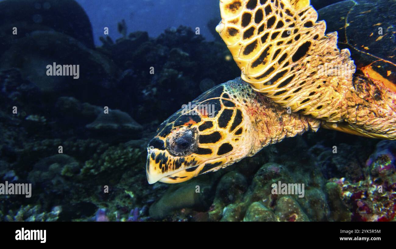 Curated visual reference: Visual Reference: Hawksbill Sea Turtle Eretmochelys Imbricata Coral Reef South Ari
