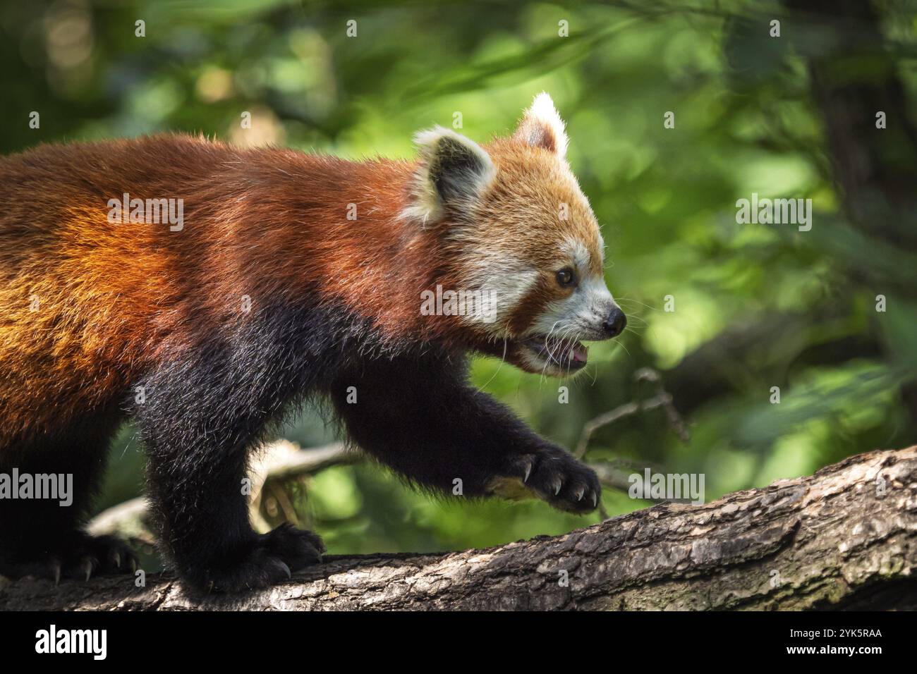Panda nature hi-res stock photography and images - Alamy