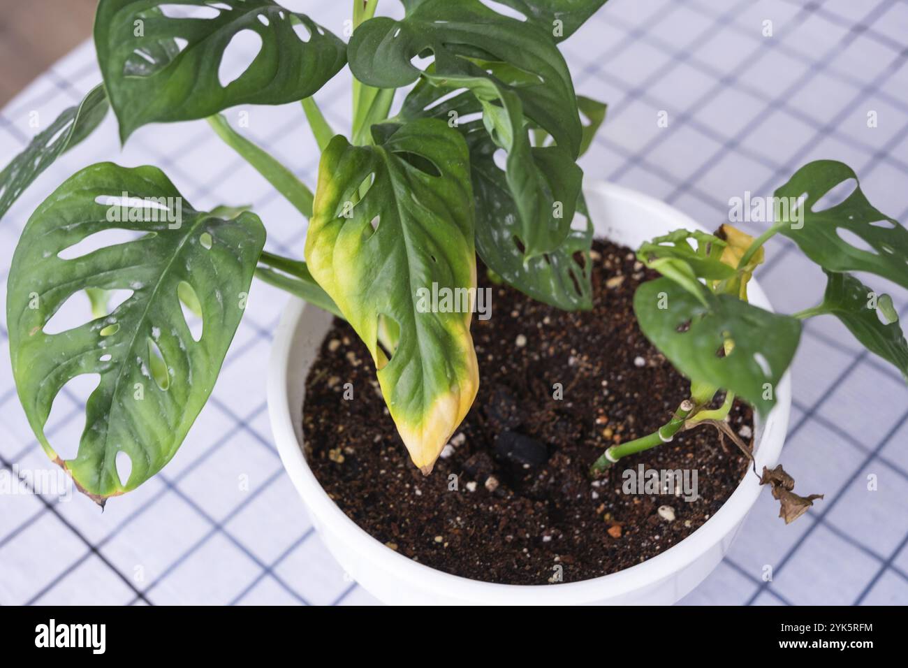 Monstera plants in the wild hi-res stock photography and images - Alamy