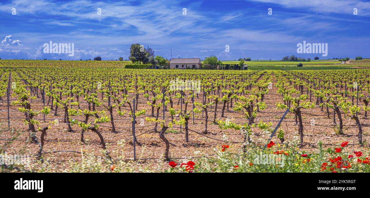 Valdepenas hi-res stock photography and images - Alamy