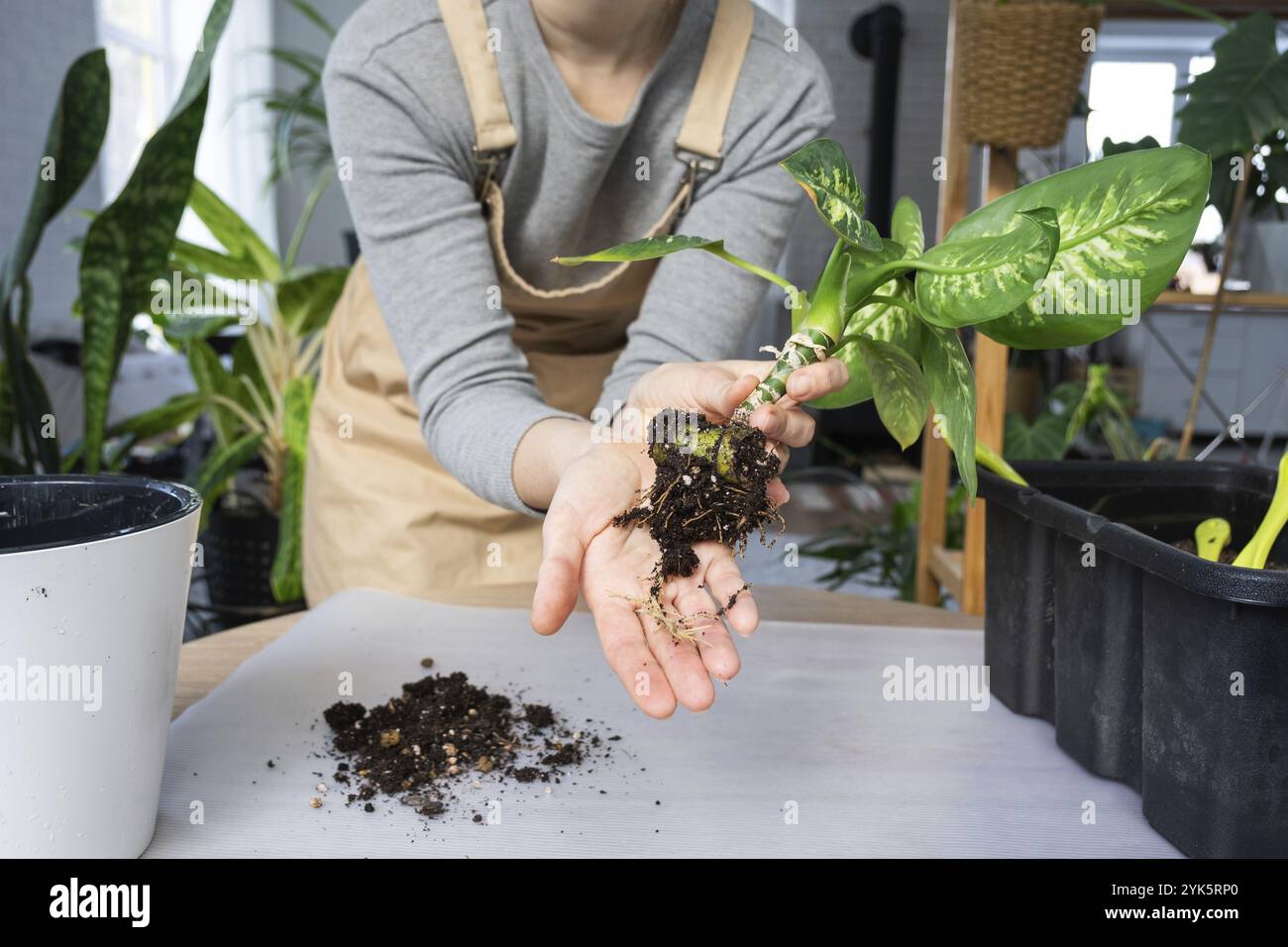 The earthen lump of a home potted plant is entwined with roots, the ...