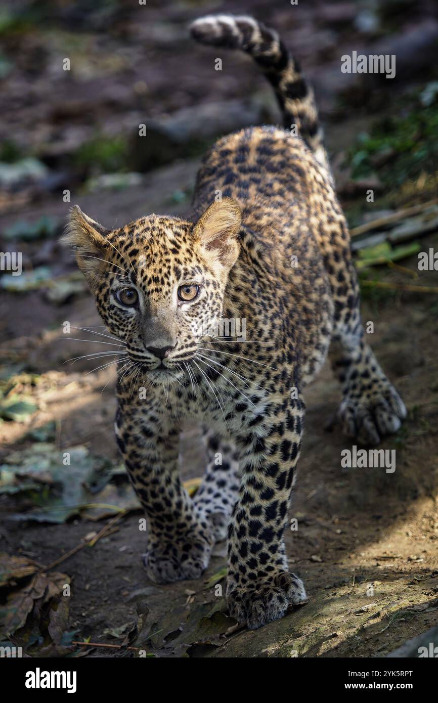 Leopard cub, Panthera pardus kotiya Stock Photo