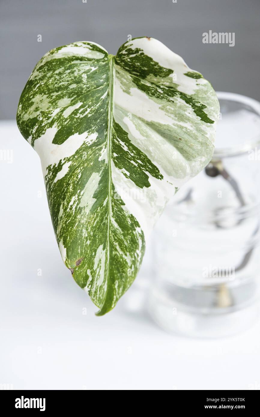 Alba monstera hi-res stock photography and images - Alamy