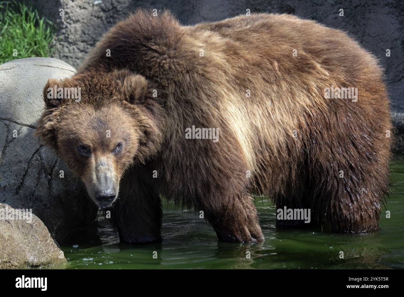 Kamchatka bear in water. (Ursus arctos beringianus Stock Photo - Alamy