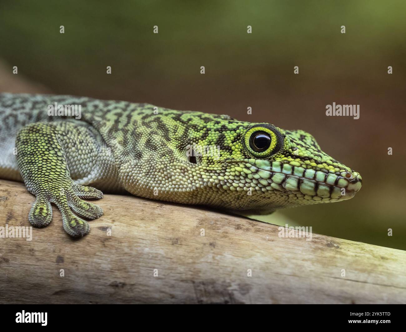 Standing's day gecko, Phelsuma standingi Stock Photo