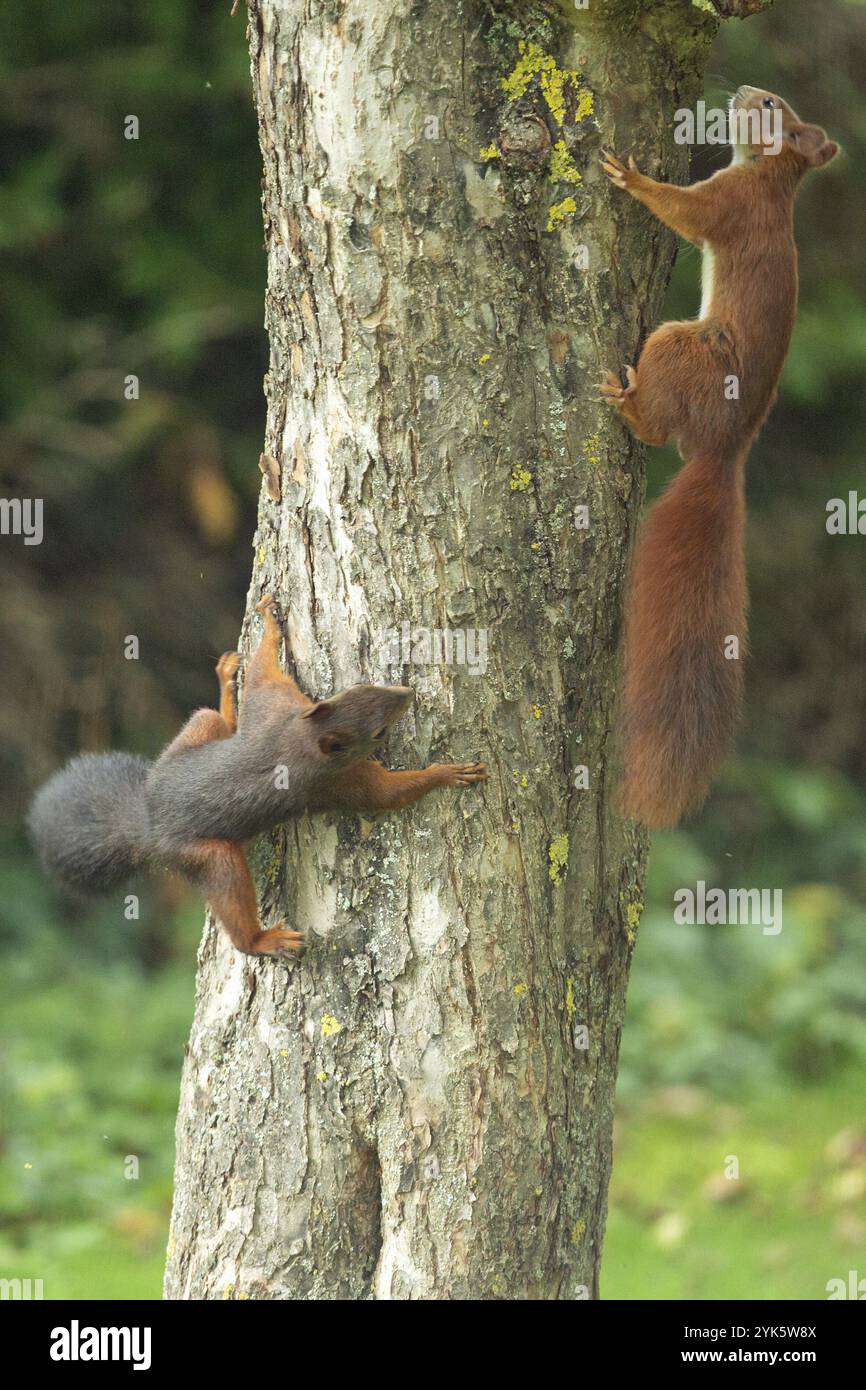 Squirrel two animals hanging on tree trunk looking right and looking up Stock Photo