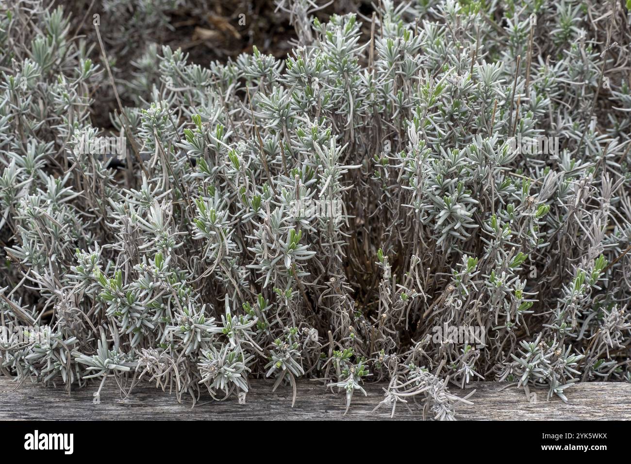 Lavandula angustifolia leaves in the garden, also commonly know as English Lavender Stock Photo